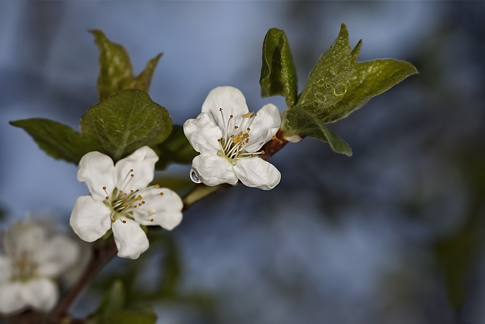 Omas Garten Foto & Bild pflanzen, pilze & flechten